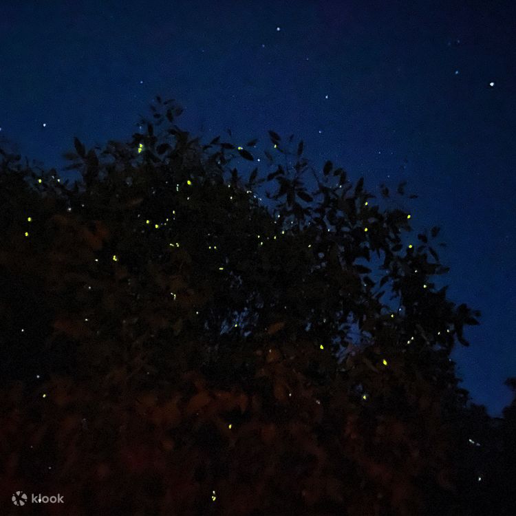 親子夜探螢火蟲(荃灣區)