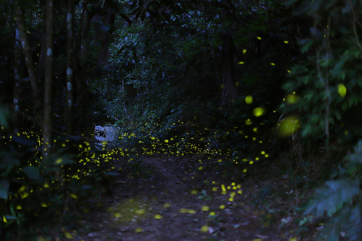 親子夜探螢火蟲(荃灣區)