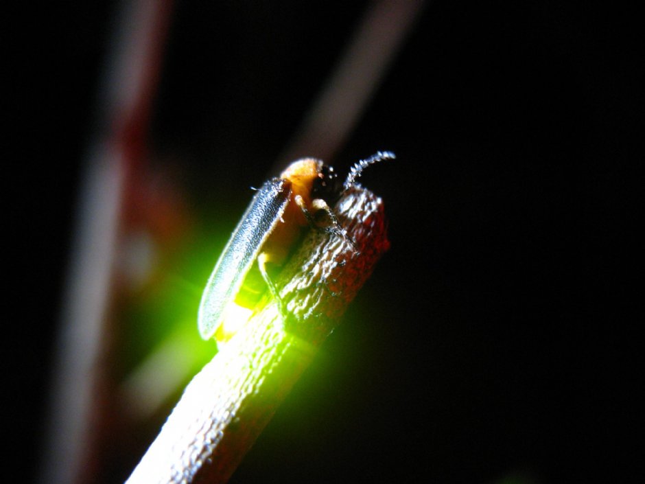 親子夜探螢火蟲(大埔及北區)