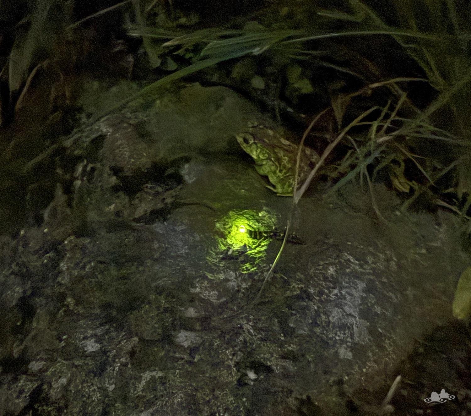 當螢火蟲飛到大潭水塘-夜探大潭水塘夜間生物親子之旅(港島區)