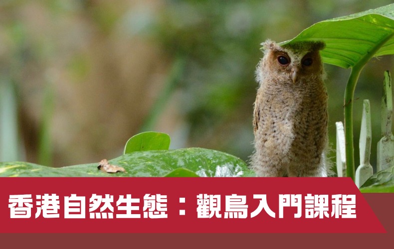 香港自然生態：觀鳥入門課程（第一屆）